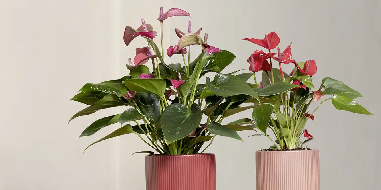 Verzorging anthurium