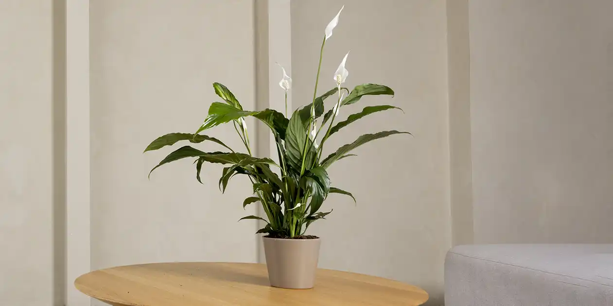 Verzorging spathiphyllum